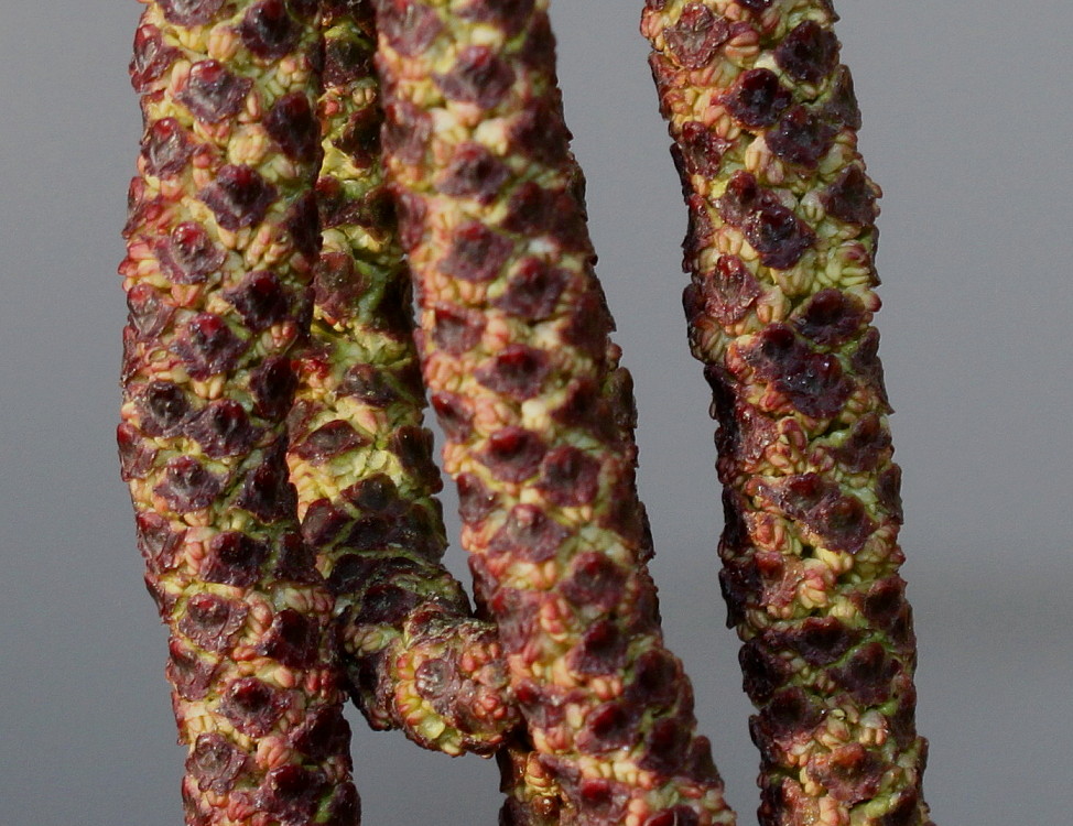 Image of Alnus glutinosa specimen.