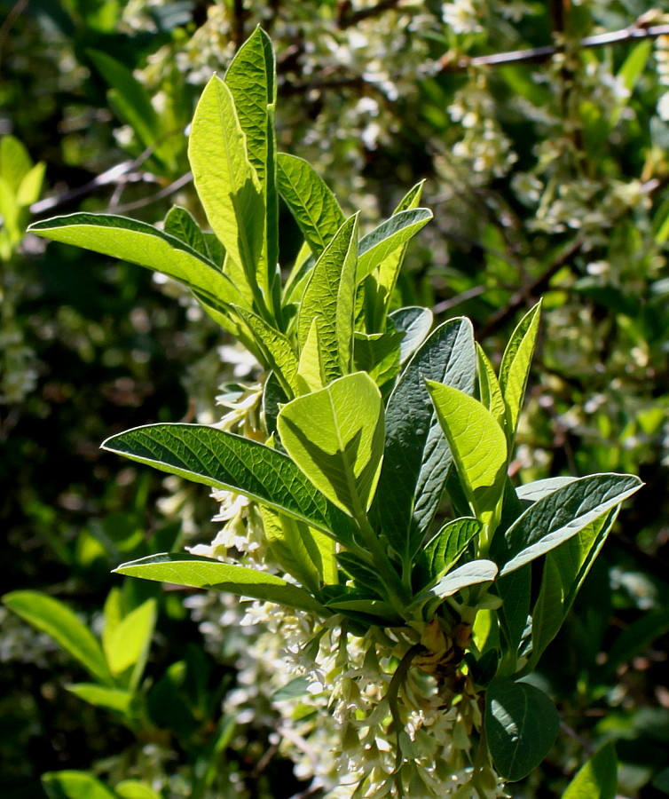 Image of Oemleria cerasiformis specimen.