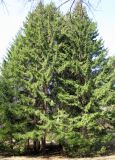 Picea × fennica. Группа посаженных деревьев. Ставропольский край, г. Кисловодск, Курортный парк средний. 28.03.2013.