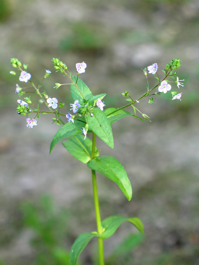 Image of Veronica anagallis-aquatica specimen.