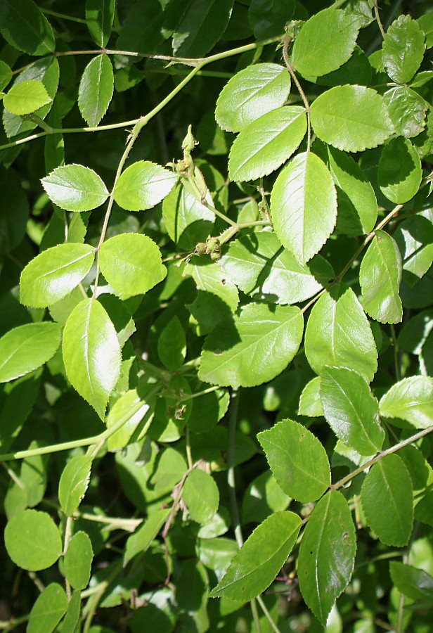 Image of Rosa setipoda specimen.