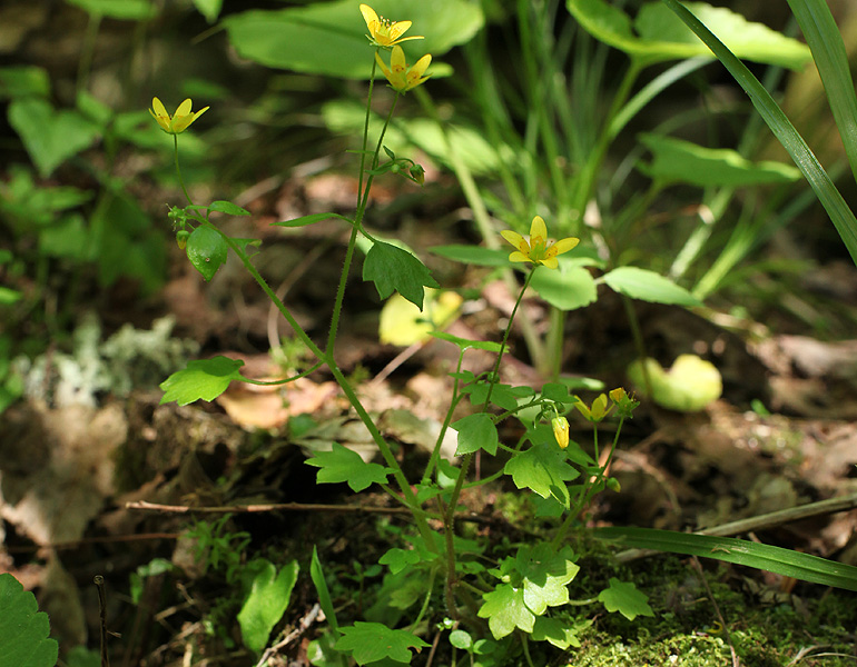 Изображение особи Saxifraga cymbalaria.