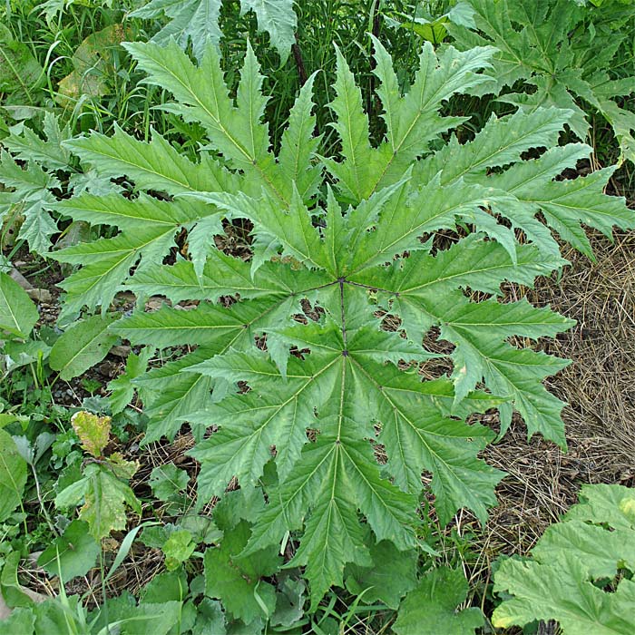 Image of Heracleum mantegazzianum specimen.