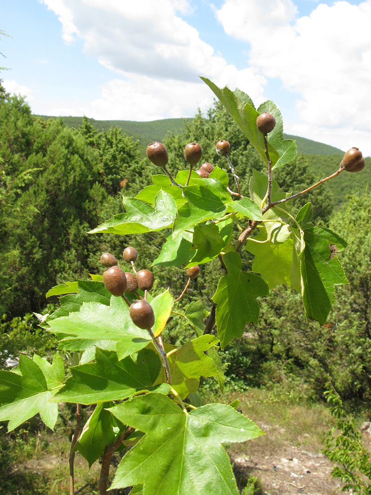 Image of Sorbus torminalis specimen.