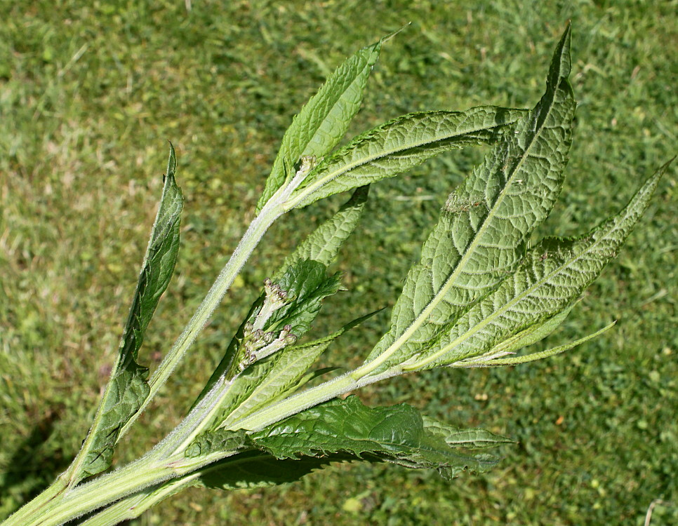 Image of Vernonia arkansana specimen.