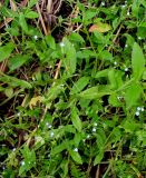 Myosotis sparsiflora