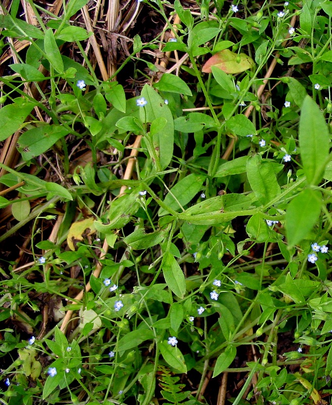 Image of Myosotis sparsiflora specimen.