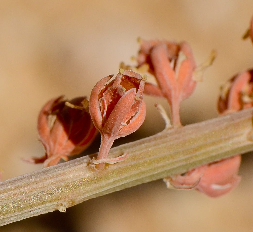 Image of Reseda alba ssp. decursiva specimen.