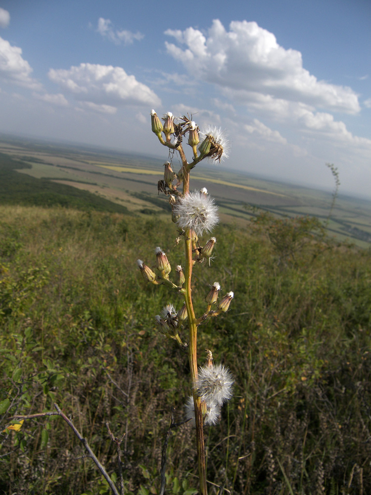 Изображение особи Crepis pannonica.