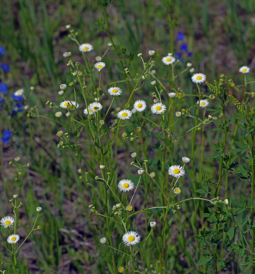 Image of Erigeron annuus specimen.