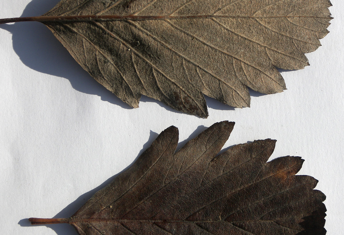 Image of Sorbus caucasica specimen.