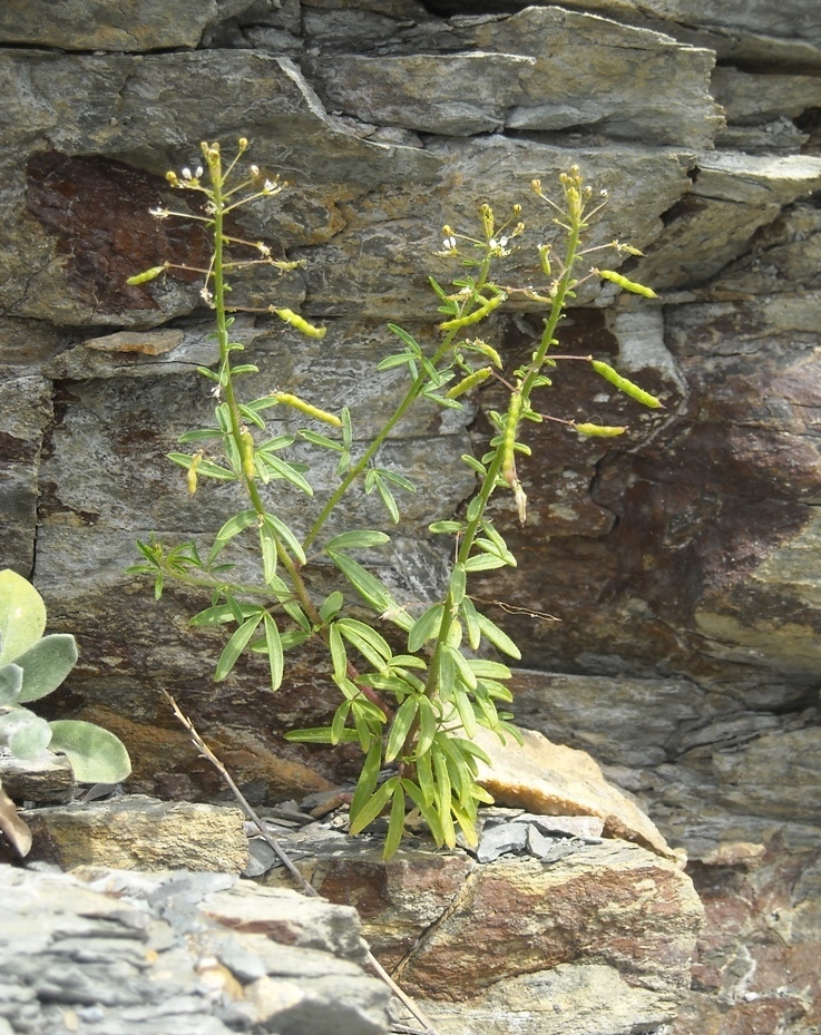 Image of Cleome circassica specimen.