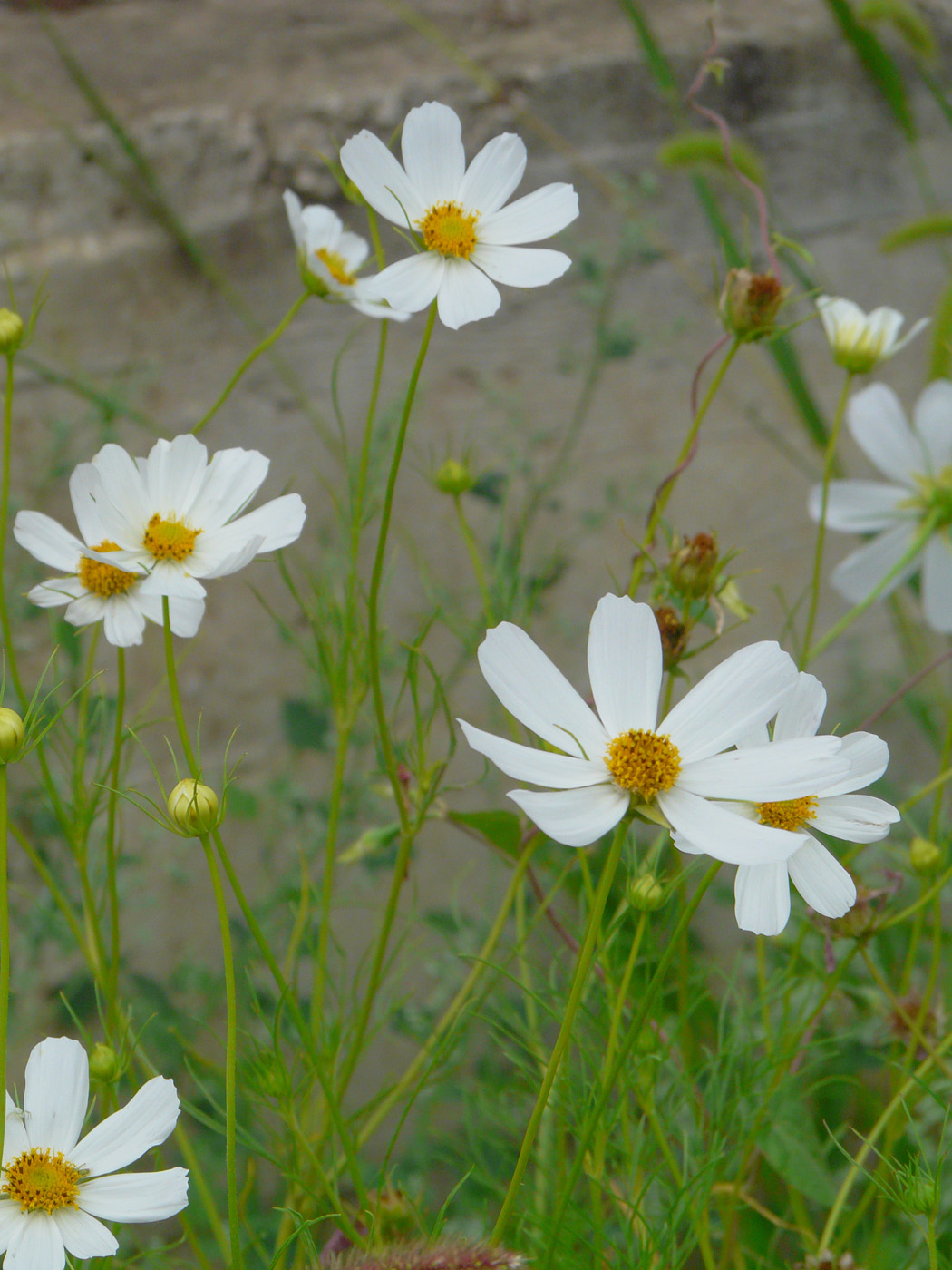 Image of Cosmos bipinnatus specimen.