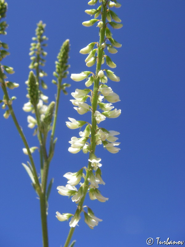 Image of Melilotus albus specimen.