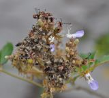 Vitex pinnata. Отцветающее соцветие. Таиланд, остров Пханган. 22.06.2013.