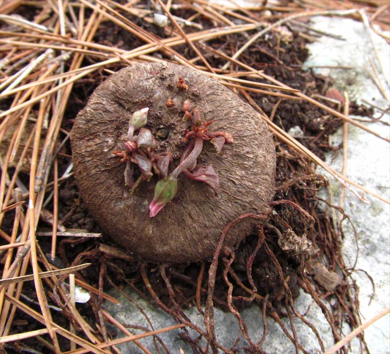 Image of Cyclamen persicum specimen.