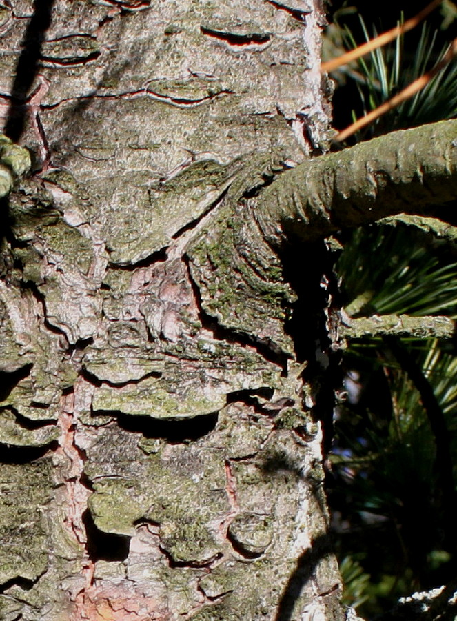 Image of Pinus cembra specimen.