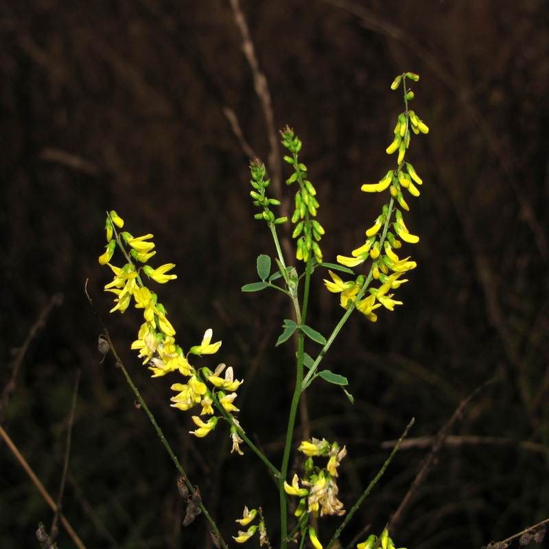 Image of Melilotus officinalis specimen.