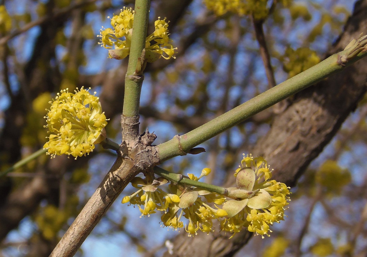 Image of Cornus mas specimen.