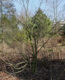 Acer circinatum. Покоящееся растение. Германия, г. Дюссельдорф, Ботанический сад университета. 10.03.2014.