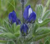 Lupinus micranthus. Часть соцветия. Греция, Халкидики, п-в Ситония. 10.04.2014.