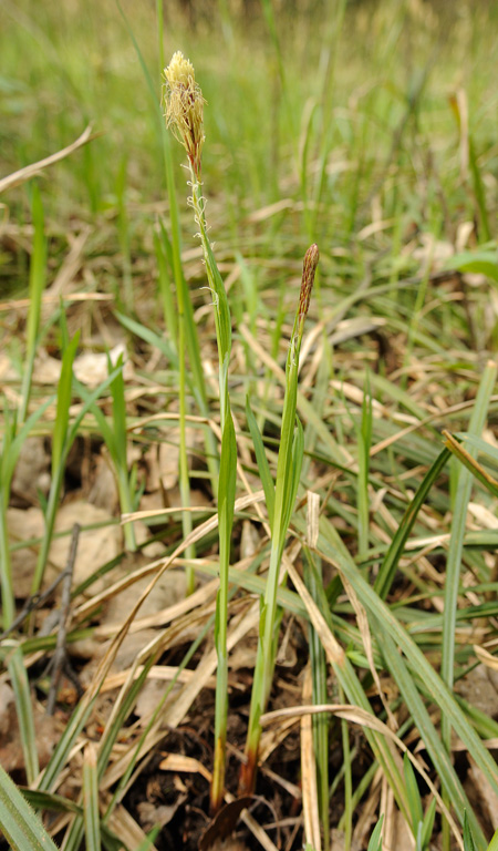 Изображение особи Carex pilosa.