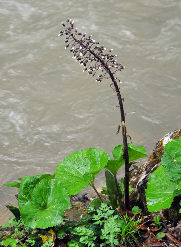 Изображение особи Petasites hybridus.