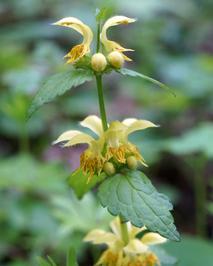 Изображение особи Galeobdolon caucasicum.