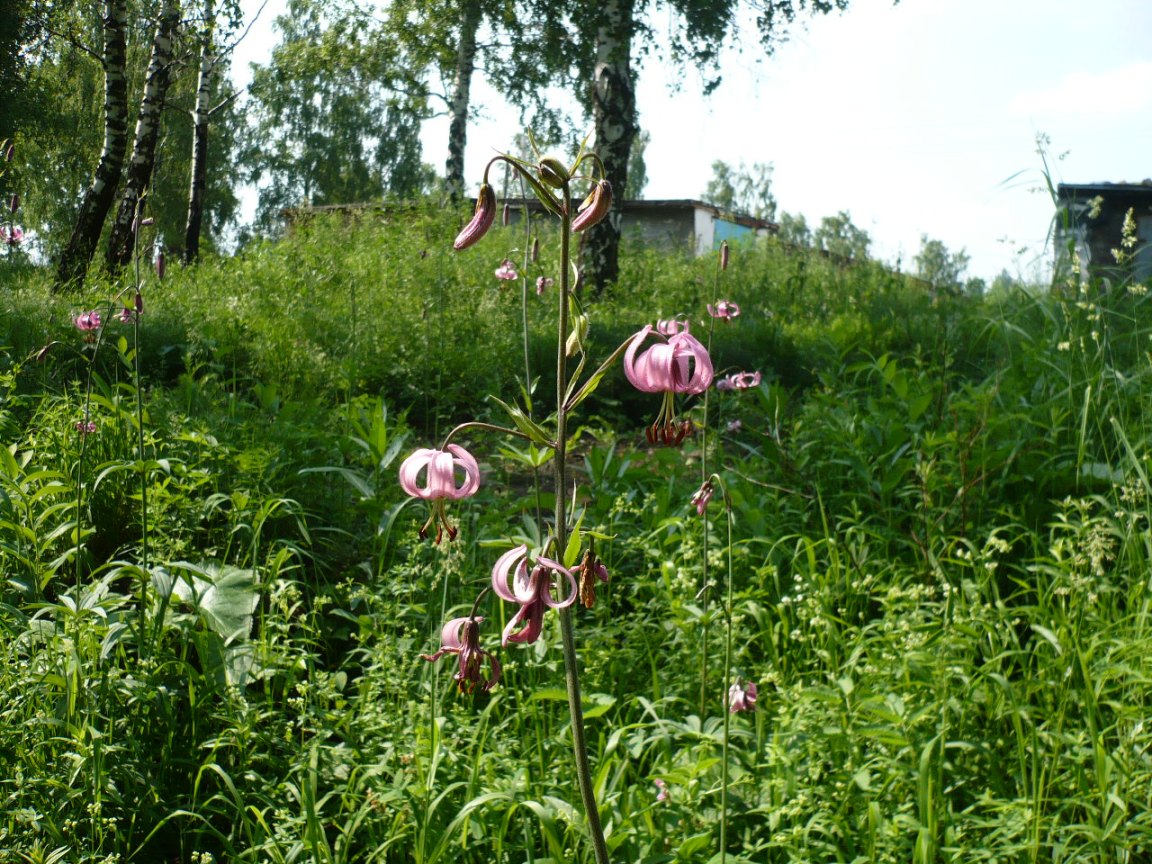 Image of Lilium pilosiusculum specimen.