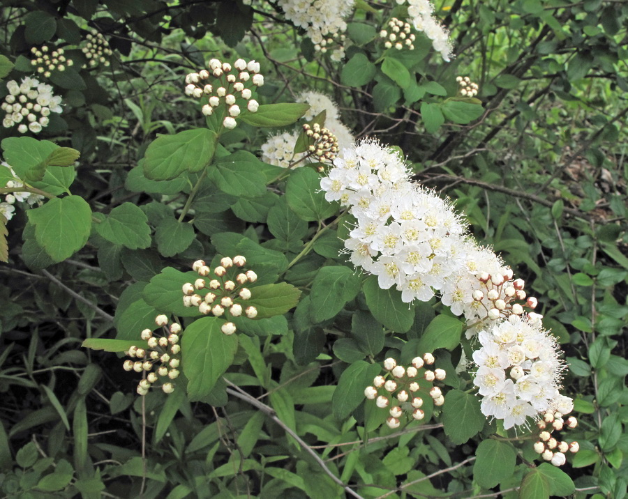 Изображение особи род Spiraea.