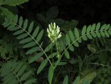 Astragalus cicer