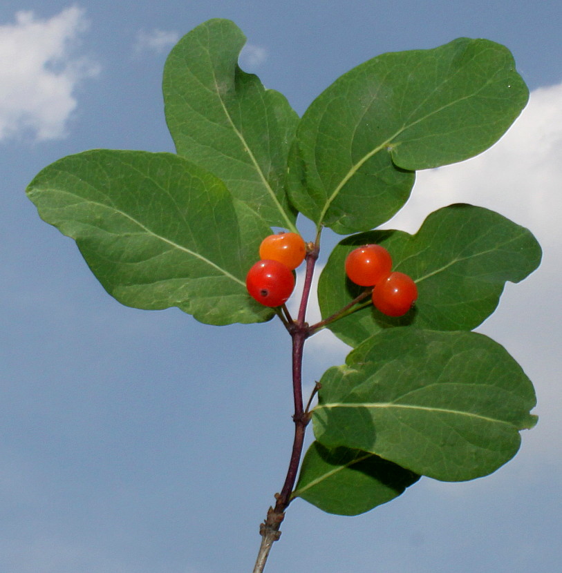 Image of genus Lonicera specimen.