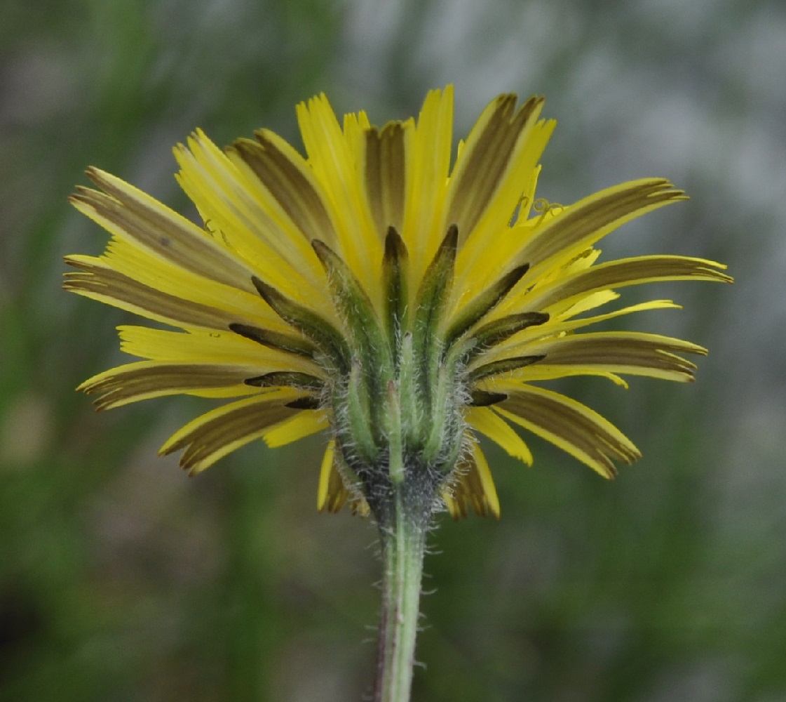 Image of genus Leontodon specimen.