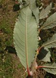 Salix latifolia. Лист (вид на нижнюю поверхность). Украина, г. Запорожье, в культуре. 12.10.2014.