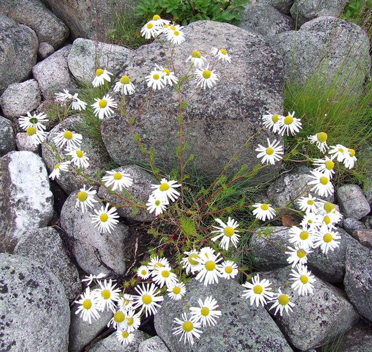 Image of Tripleurospermum subpolare specimen.