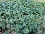 genus Alchemilla. Заросли цветущих растений (в левом нижнем углу кадра - высушенные штормовым ветром листья). Кольский п-ов, Восточный Мурман, Дальние Зеленцы, высокий берег в бухте Оскара. 31.08.2009.