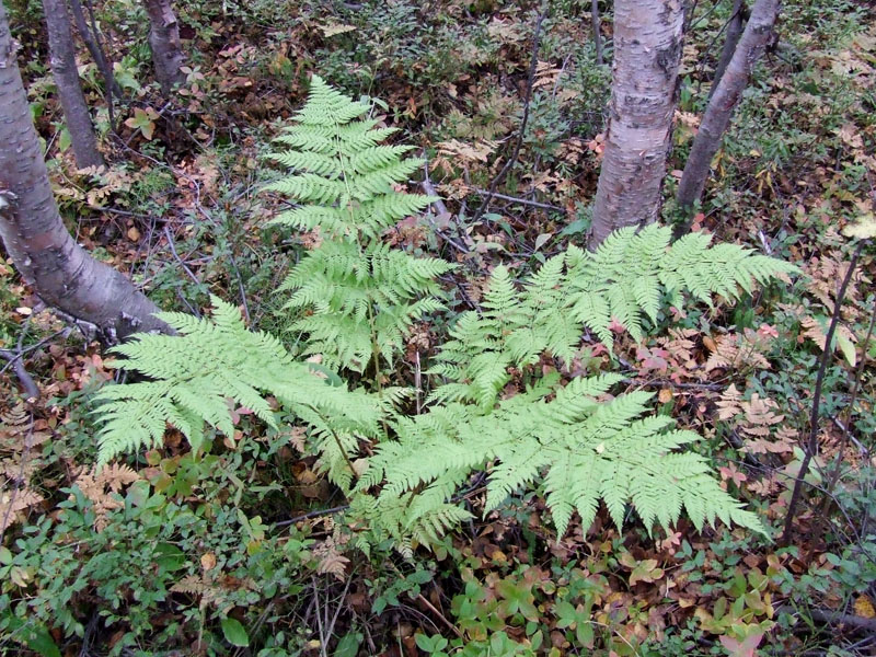 Image of Dryopteris assimilis specimen.