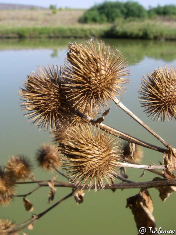 Image of Arctium &times; mixtum specimen.