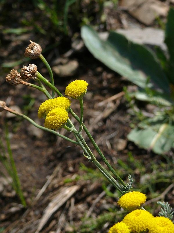 Image of Tanacetum santolina specimen.