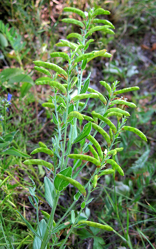 Изображение особи Genista tinctoria.