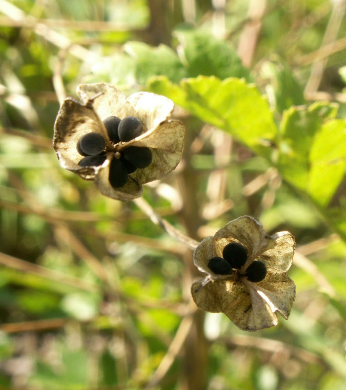 Image of Bellevalia sarmatica specimen.