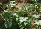 Malva verticillata variety neuroloma