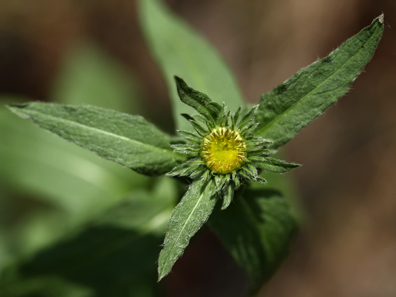 Изображение особи Inula britannica.