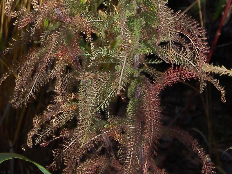 Изображение особи Achillea millefolium.