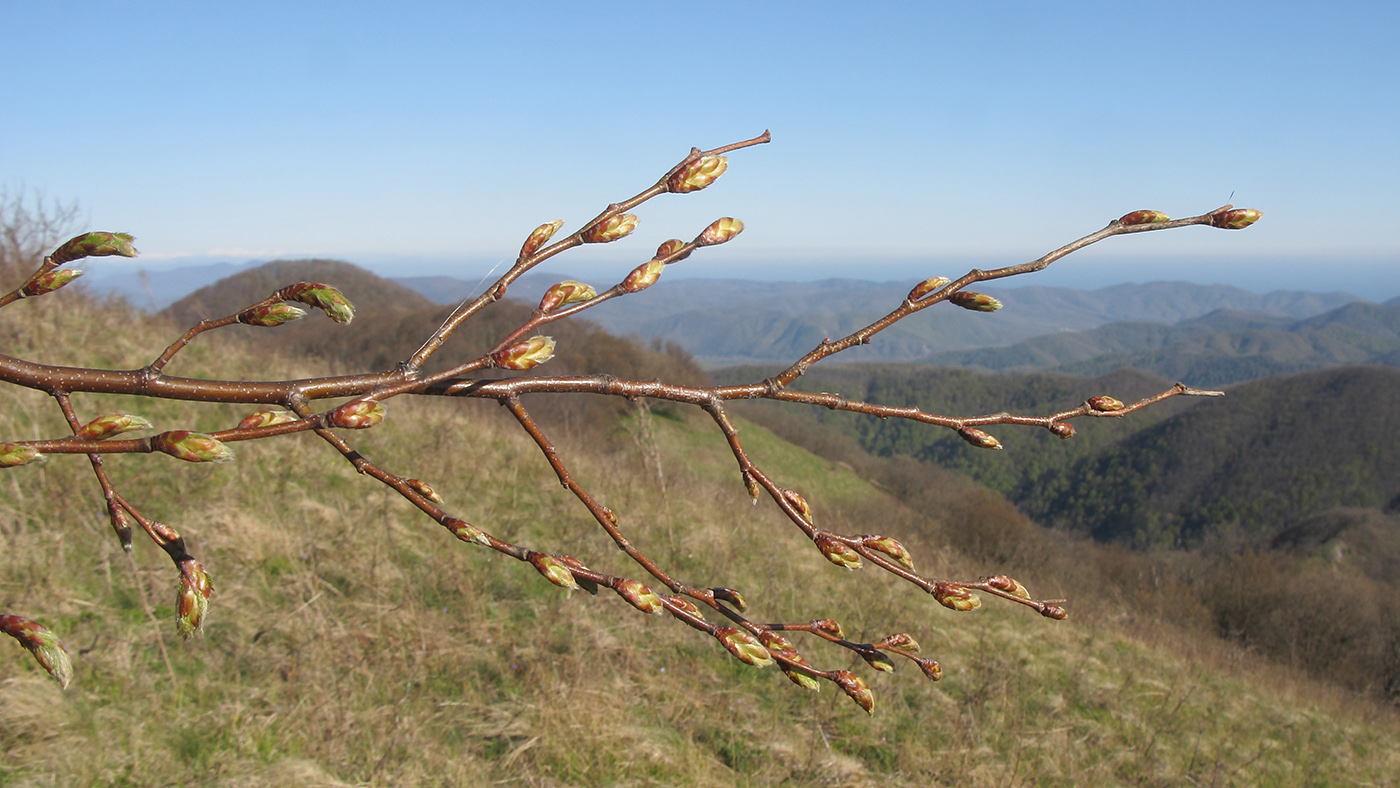 Image of Carpinus orientalis specimen.