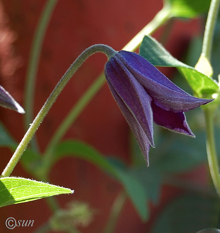 Image of Clematis &times; jackmanii specimen.