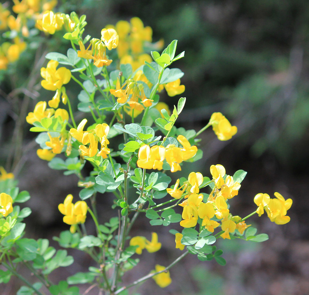 Image of Hippocrepis emeroides specimen.