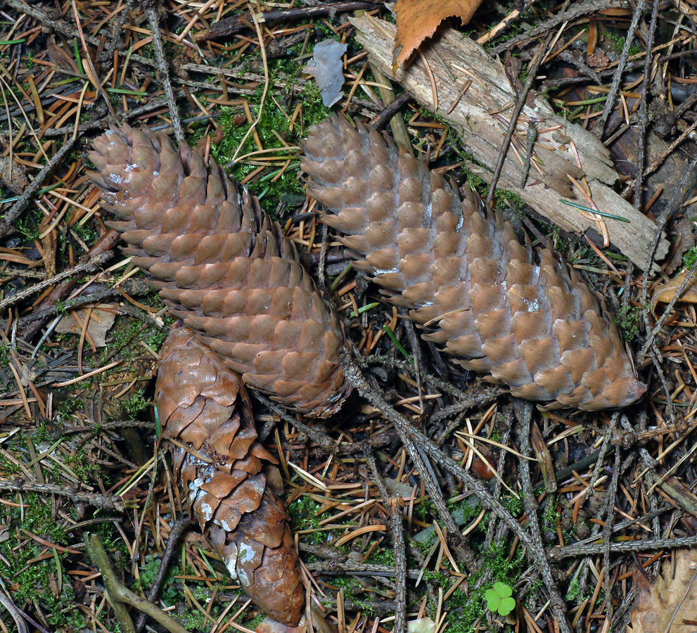 Image of Picea abies specimen.