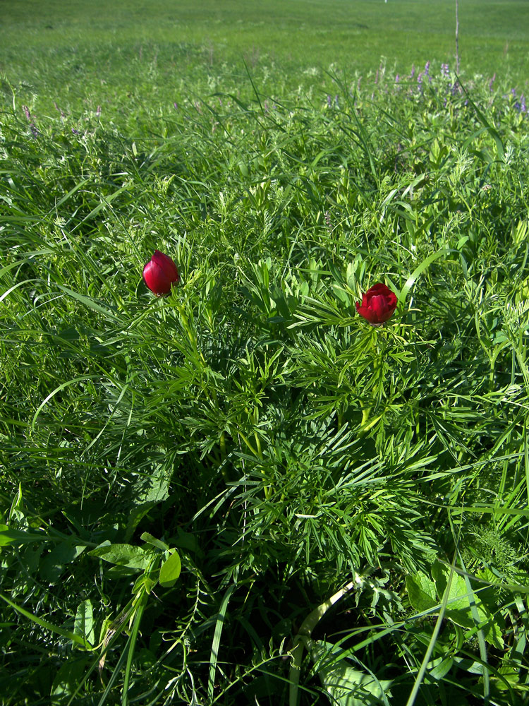 Image of Paeonia biebersteiniana specimen.