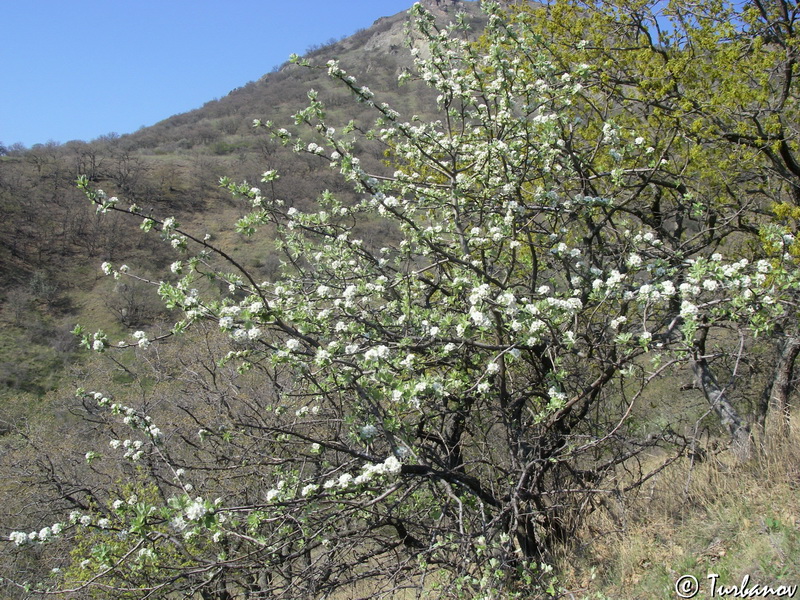 Изображение особи Pyrus elaeagrifolia.